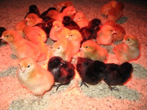 day old chicks