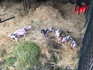 First litter for Alice, our Gloucester Old Spot X Duroc. 11 healthy babies born November 10th 2015