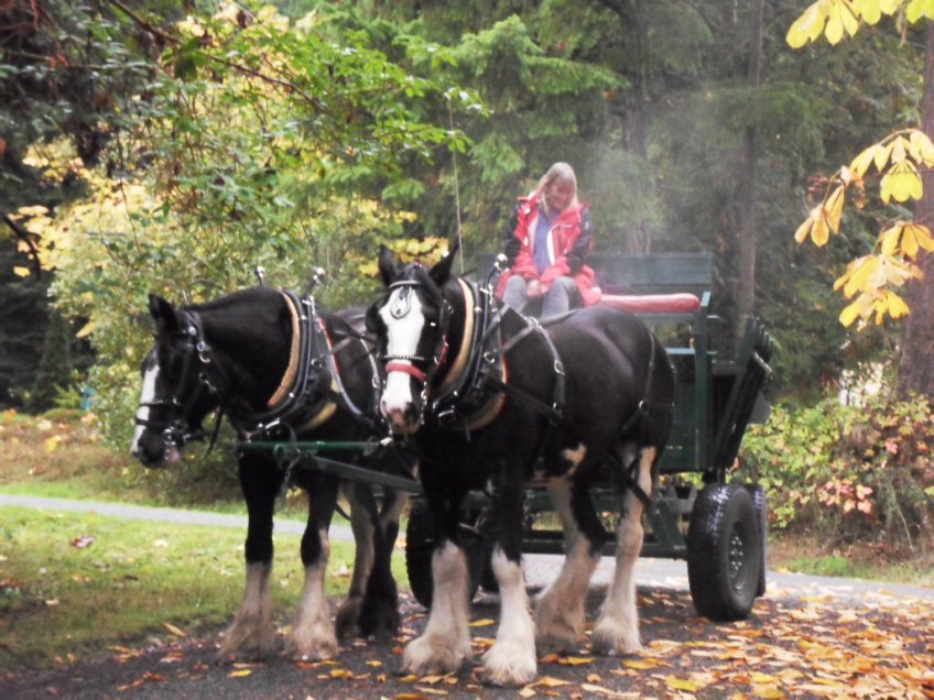 Low Carbon emissions