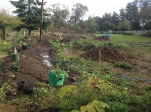 food forest planting
