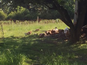 Sasso meat birds pasturing in our front field