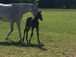 Last baby has arrived